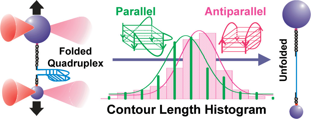 ILPR G-Quadruplex