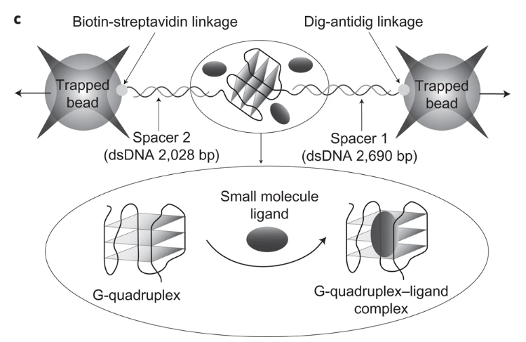 G-Quad Ligand Platform