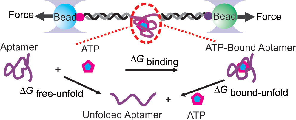 Aptamer Binding
