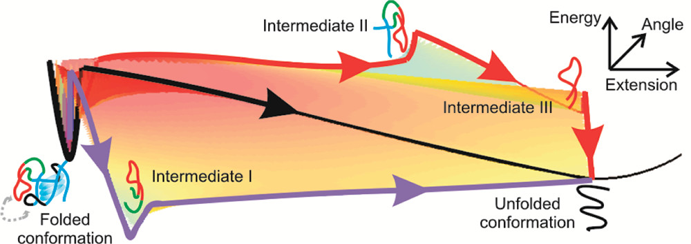 hTERT Folding
