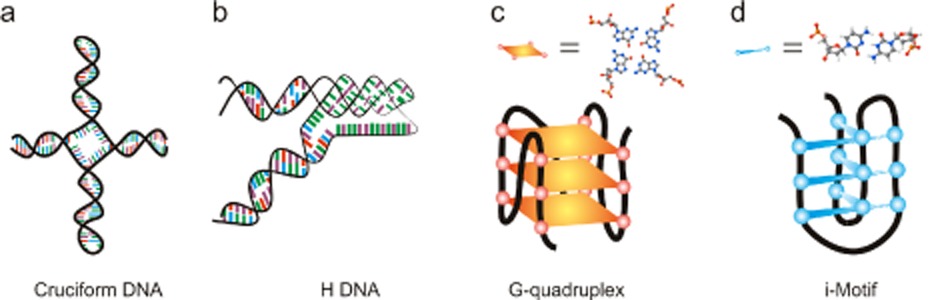 Non-B DNA