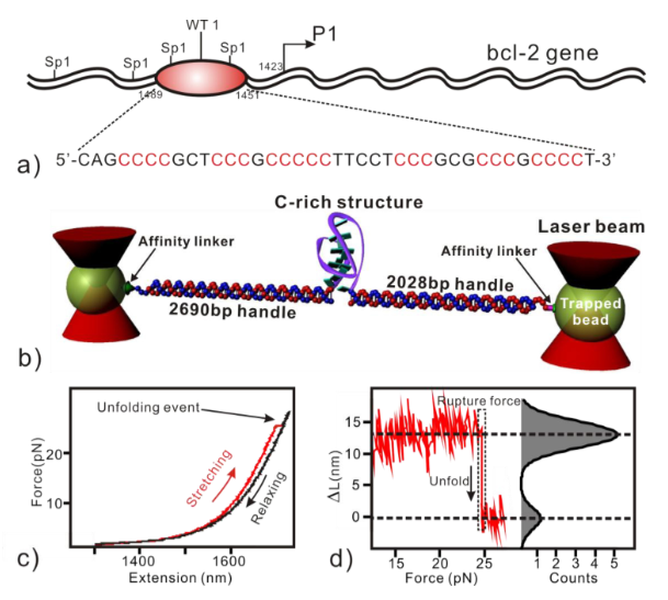 Bcl2 DNA