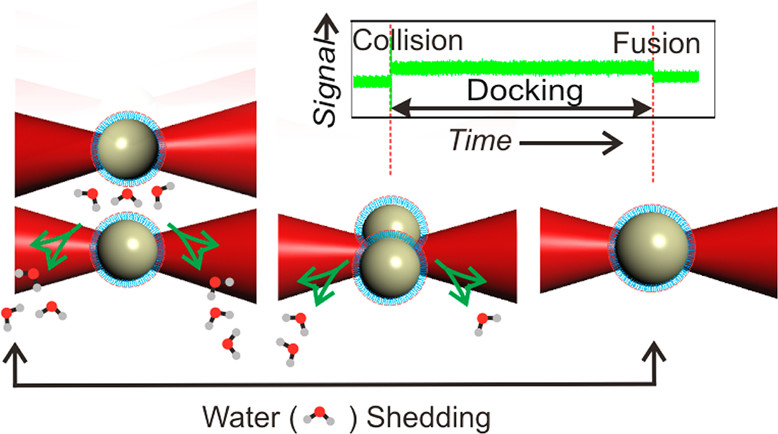 Lipid Droplets