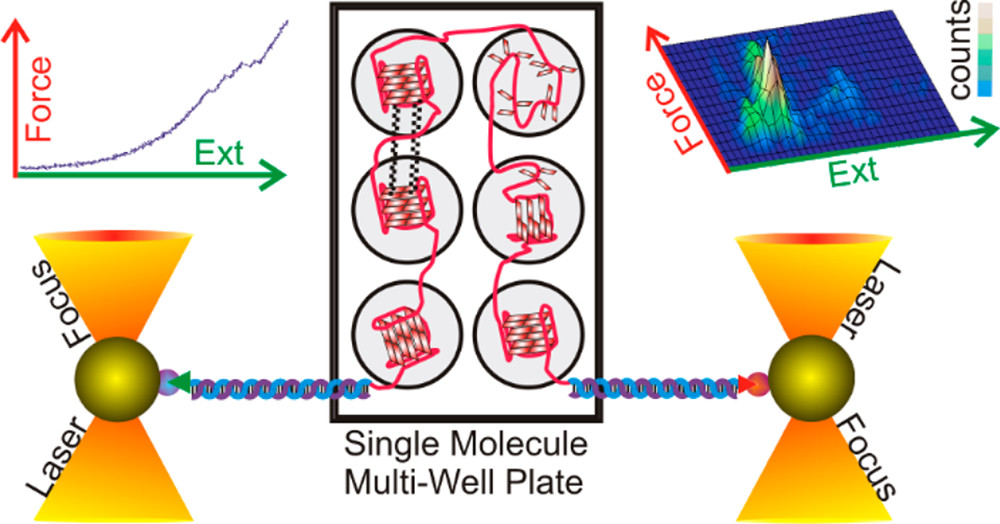 Telomeric Overhang