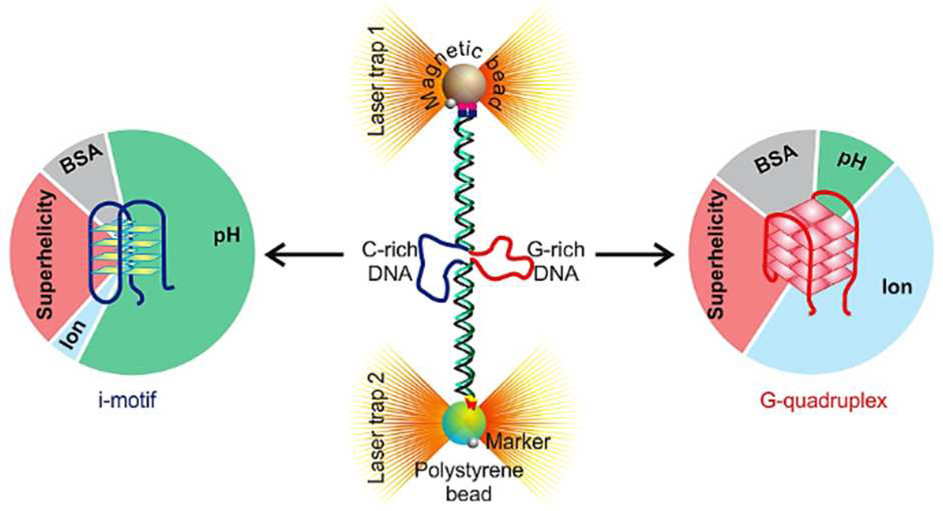 Gquadruplex