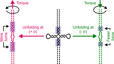 DNA Cruciform