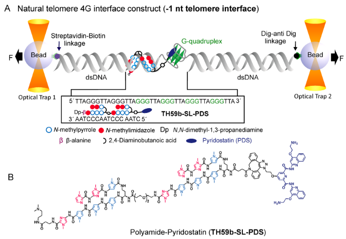 Submolecular dissection - Nucleic Acids Research