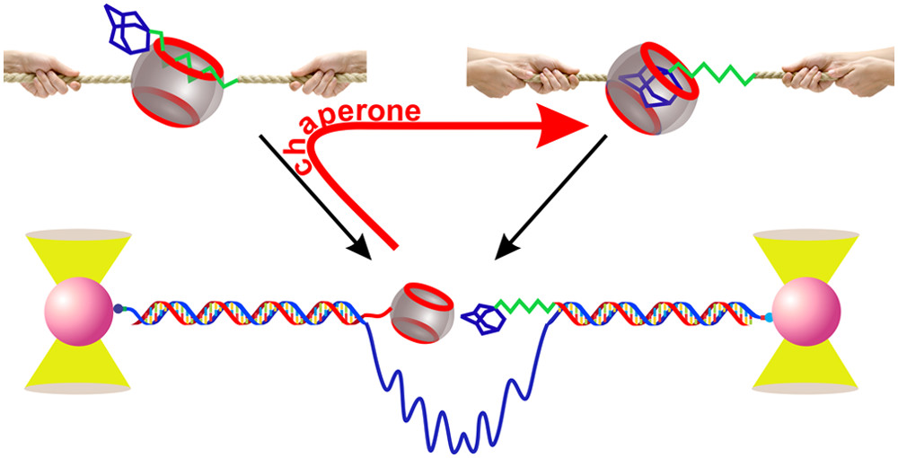 Chaperone Assisted Host-Guest Interactions