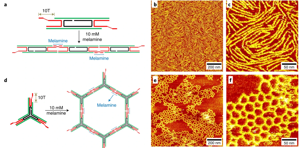DNA Melamine Duplex