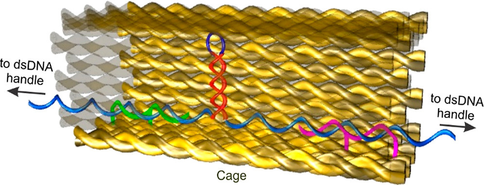 DNA Nanoconfinement JACS