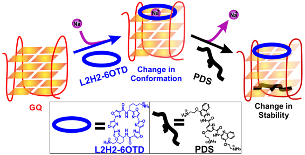 G-quadruplex Binding Study