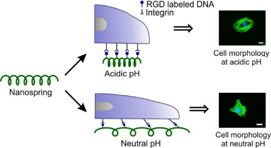 DNA Nanosprings