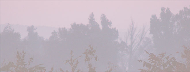 trees