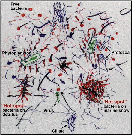 an impressionistic view of the microbial loop in the ocean.