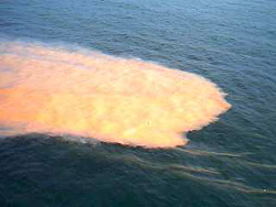 red tide bloom