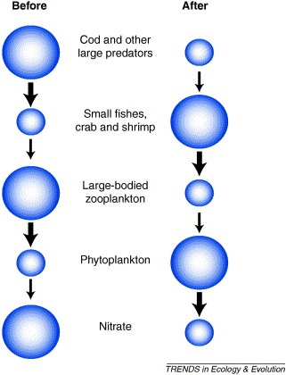 example of changes in marine ecosystem offshore of eastern Canada after depletion of cod