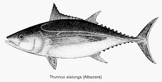 drawing of Thunnus alalunga, the Albacore