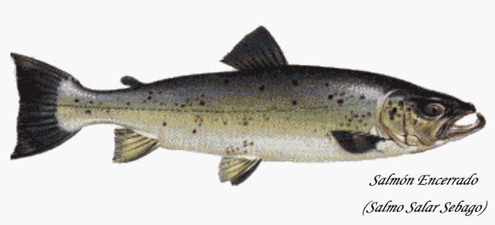 atlantic salmon