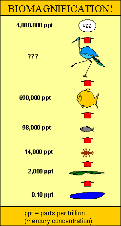bioaccumulation of mercury in florida aquatic animals