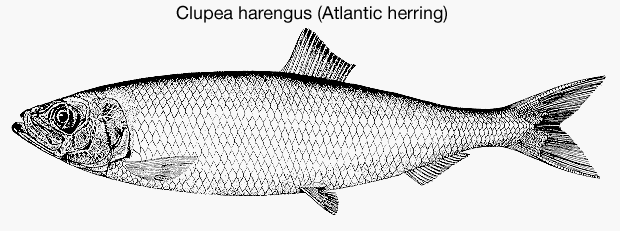 drawing of Clupea harengus, the Atlantic herring