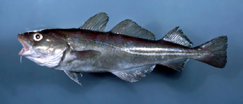 cod fish