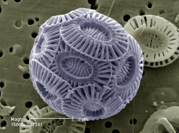 the coccolithopore emiliana huxleyi