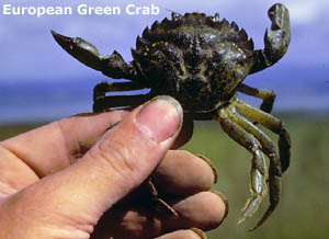 green crab