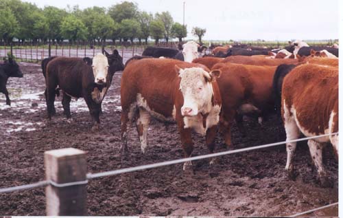 feedlot