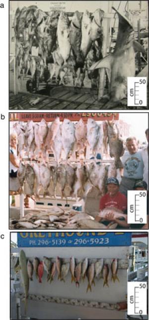 historical photographs from Florida documend the changes in size of top predator fish