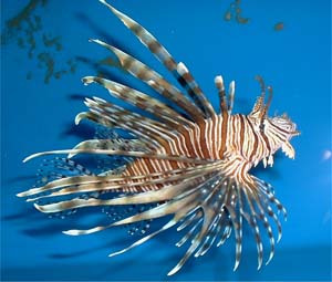 lionfish from Atlantic