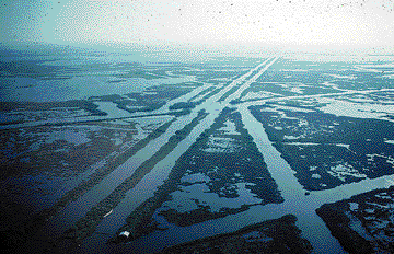 canals in Lousiana wetlands