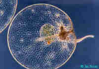 noctiluca scintillans