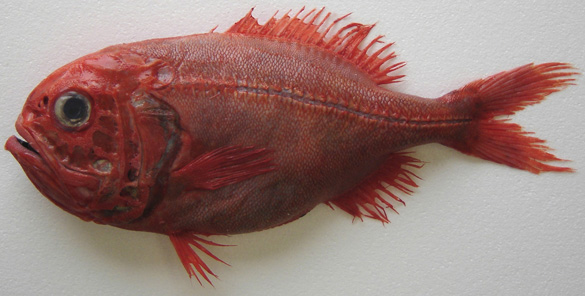 orange roughy