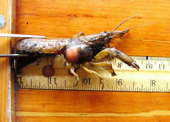 Orthione griffenis parasite in mud shrimp