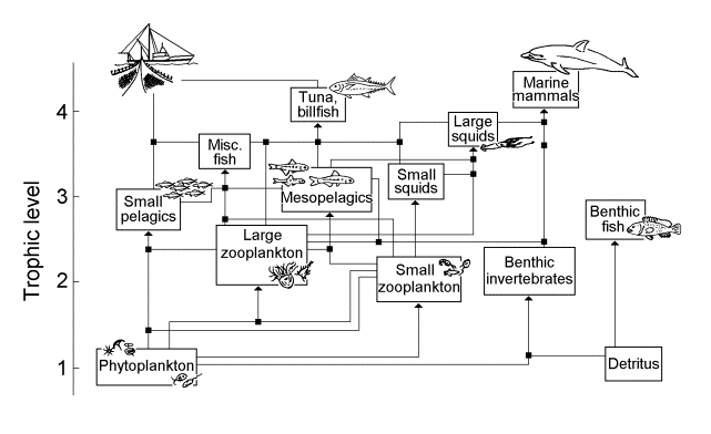 Marine food web