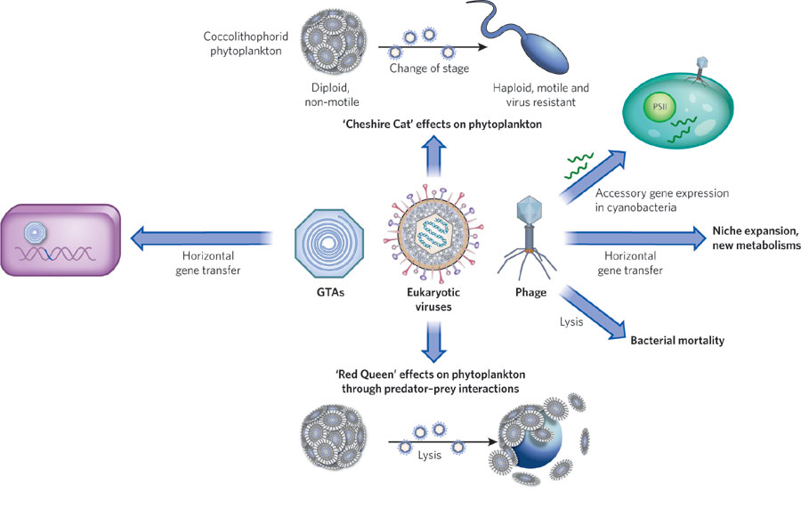 how viruses influence other microbes