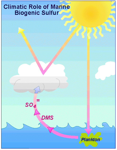 role of dimethylsulfide in climate systematem