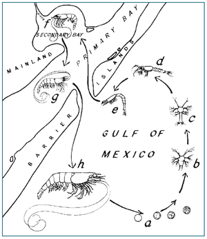 life cycle of shrimp