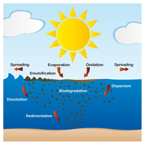 weathering of oil in the sea