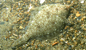 yellowtail flounder