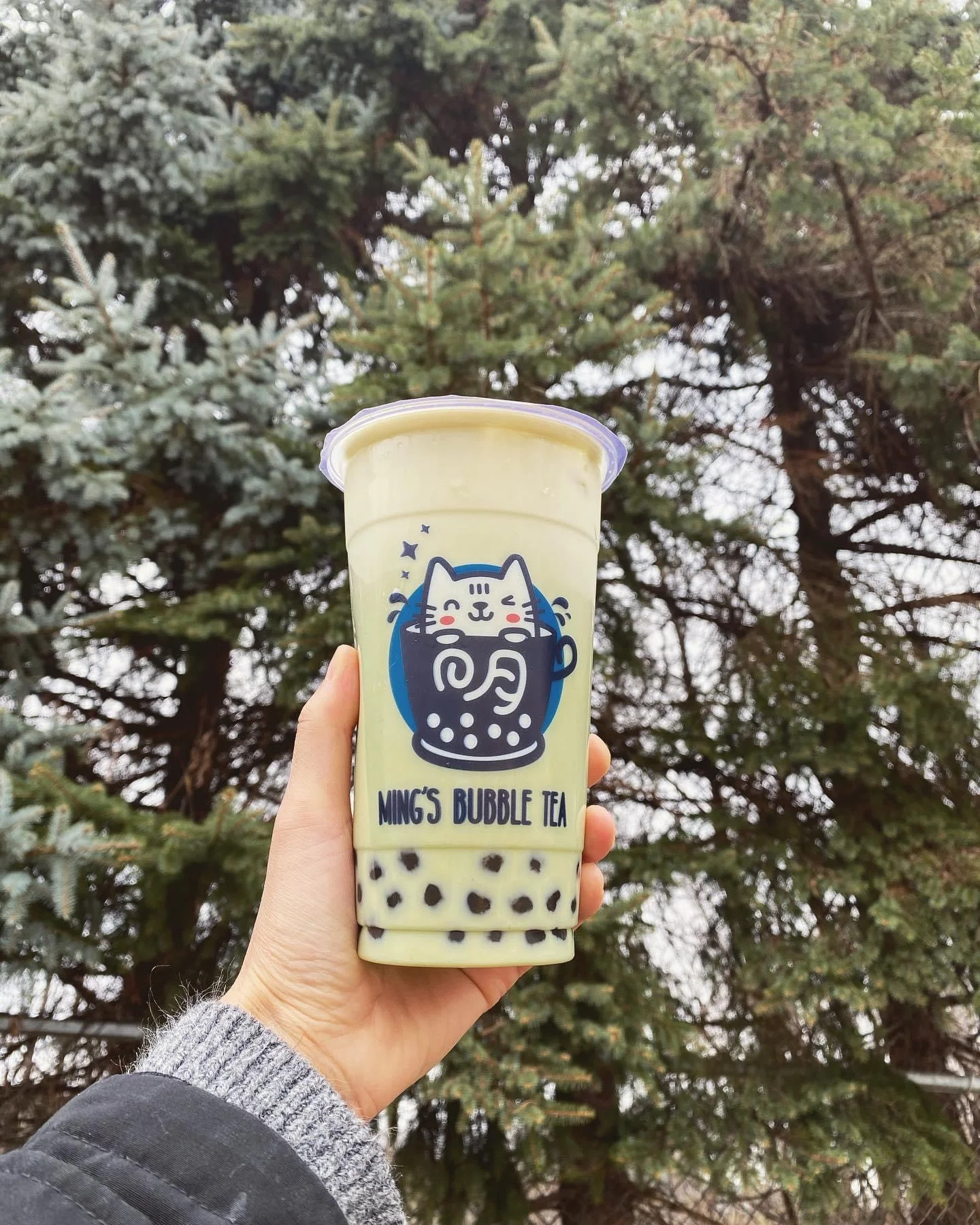 Matcha Fresh Milk