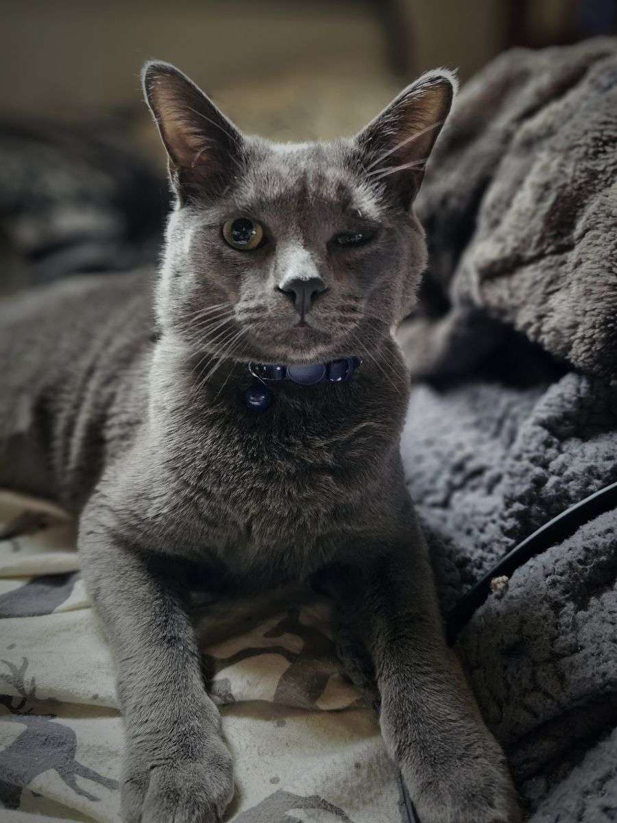 Draco