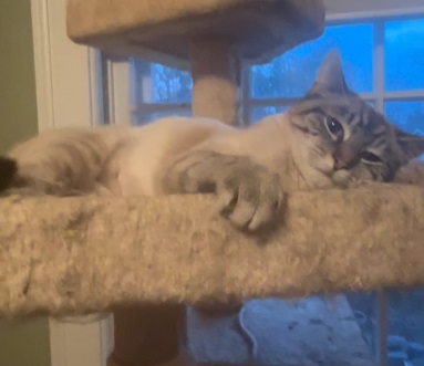 Yuki