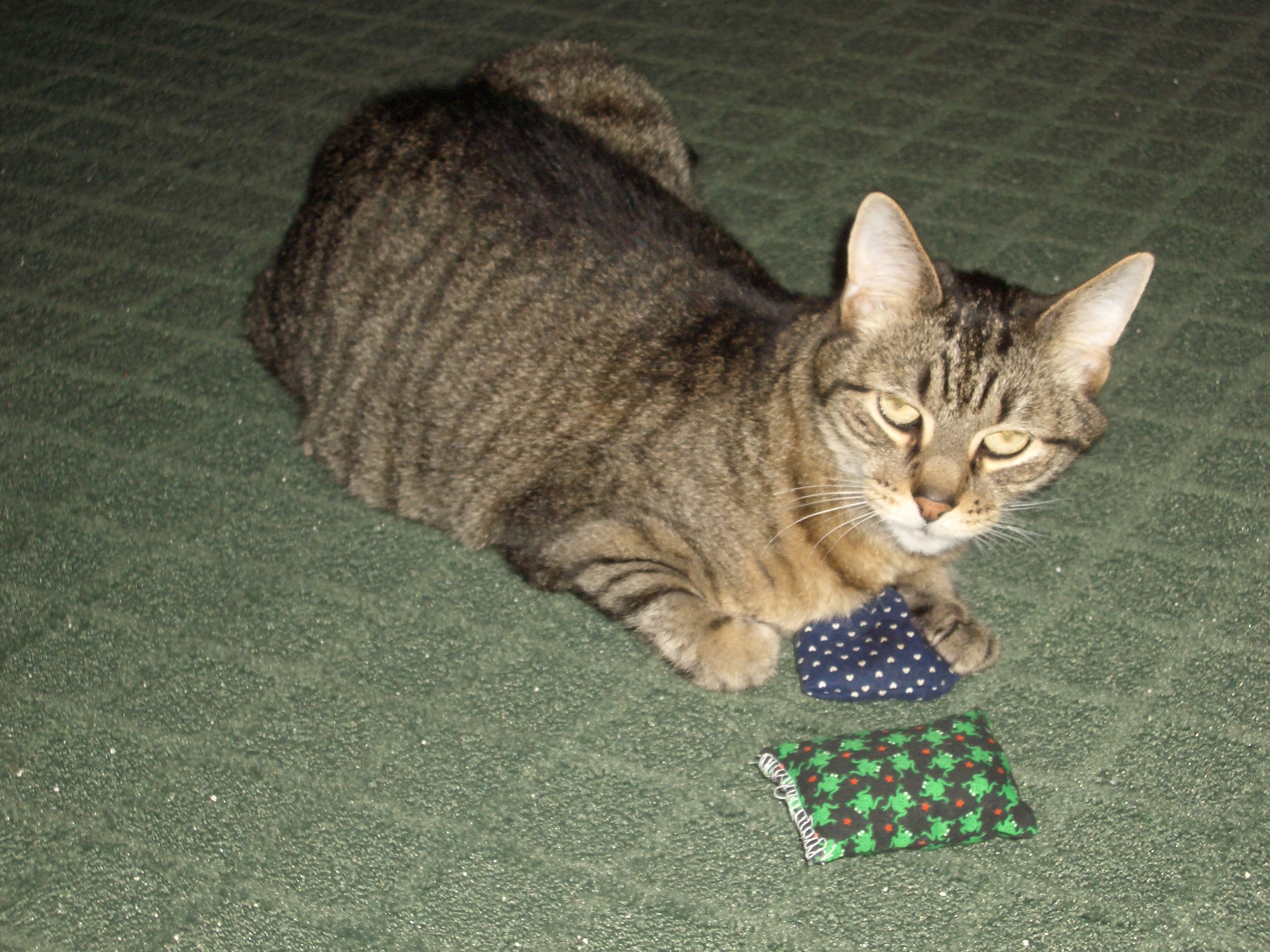 Rocky at play